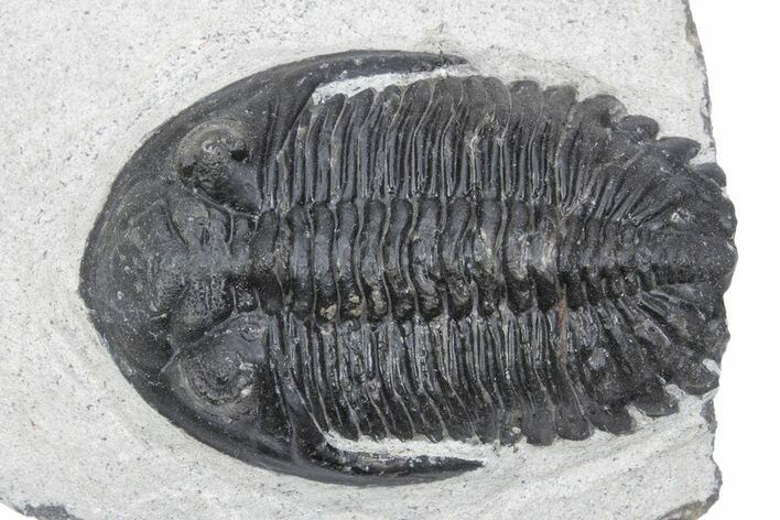 Detailed Hollardops Trilobite Fossil - Ofaten, Morocco #381250